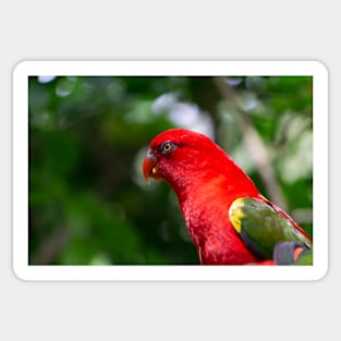 A portrait of a parrot bird Sticker